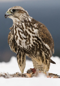falconry-berkut