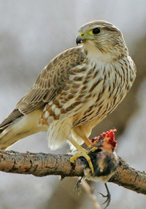falconry-derbnik