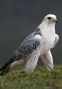 falconry-berkut