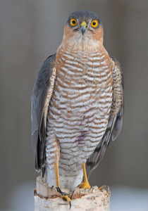 falconry-perepelyatnik